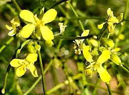 Attēlu rezultāti vaicājumam “Sisymbrium altissimum”