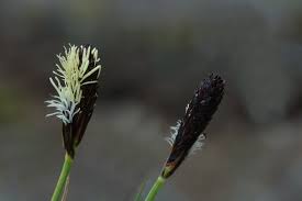 Attēlu rezultāti vaicājumam “Carex montana”