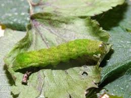 Attēlu rezultāti vaicājumam “Phlogophora meticulosa”