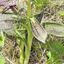 Attēlu rezultāti vaicājumam “Dactylorhiza ochroleuca leaf”