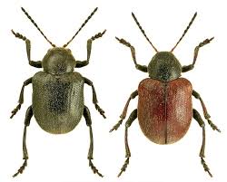 Attēlu rezultāti vaicājumam “Adoxus obscurus”