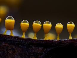 Attēlu rezultāti vaicājumam “Hemitrichia karstenii macro”