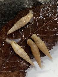 Attēlu rezultāti vaicājumam “Clausiliidae”