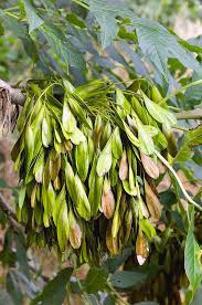 Attēlu rezultāti vaicājumam “Fraxinus excelsior fruit”