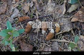 Attēlu rezultāti vaicājumam “Bonasa bonasia eggs”
