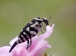 Attēlu rezultāti vaicājumam “Mordellidae”