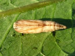 Attēlu rezultāti vaicājumam “Eulithis pyropata”