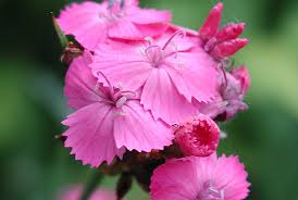 Image result for Dianthus carthusianorum