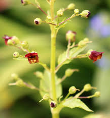 Attēlu rezultāti vaicājumam “Scrophulariaceae”