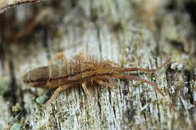 Attēlu rezultāti vaicājumam “Orchesella flavescens”