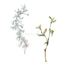 Attēlu rezultāti vaicājumam “Cetraria islandica”