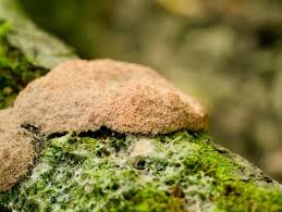 Attēlu rezultāti vaicājumam “Fuligo laevis”