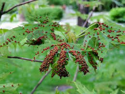 Attēlu rezultāti vaicājumam “Vasates quadripedes”