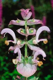 Image result for Salvia sclarea