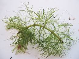 Attēlu rezultāti vaicājumam “Myriophyllum alterniflorum leaf”