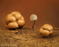 Attēlu rezultāti vaicājumam “Didymium bahiense spores”