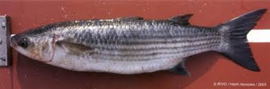 Image result for Chelon ramada