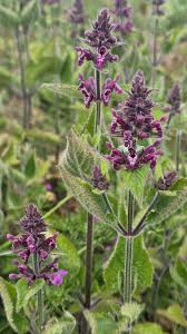 Attēlu rezultāti vaicājumam “Stachys sylvatica”