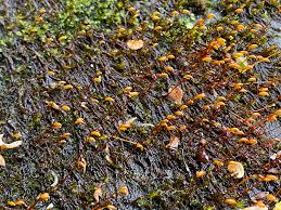 Attēlu rezultāti vaicājumam “Hygrohypnum luridum sporophyte”