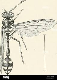 Attēlu rezultāti vaicājumam “Eumenidae”