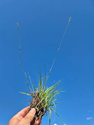 Attēlu rezultāti vaicājumam “Danthonia decumbens bud”