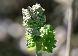 Attēlu rezultāti vaicājumam “Thalictrum flavum bud”