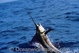 Image result for Istiophorus platypterus