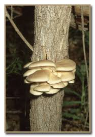 Attēlu rezultāti vaicājumam “Lycogala leopardinum macro”
