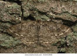 Attēlu rezultāti vaicājumam “Ectropis crepuscularia”