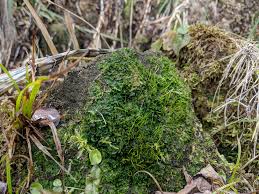 Attēlu rezultāti vaicājumam “Phaeoceros laevis subsp. carolinianus”