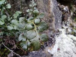 Attēlu rezultāti vaicājumam “Asplenium ruta-muraria”