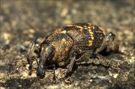 Attēlu rezultāti vaicājumam “Hylobius abietis”