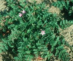 Attēlu rezultāti vaicājumam “Erodium cicutarium”