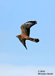 Attēlu rezultāti vaicājumam “Circus pygargus”