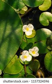 Attēlu rezultāti vaicājumam “Hydrocharis morsus-ranae flower”