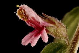 Attēlu rezultāti vaicājumam “Odontites vulgaris flower”
