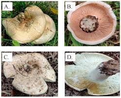 Attēlu rezultāti vaicājumam “Lactarius”
