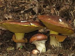 Attēlu rezultāti vaicājumam “Suillus luteus”