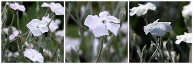 Image result for Lychnis coronaria alba