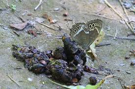 Attēlu rezultāti vaicājumam “Lopinga achine”