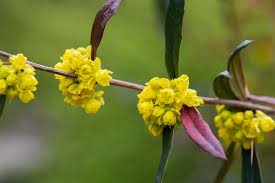 Attēlu rezultāti vaicājumam “Berberis vulgaris flower”