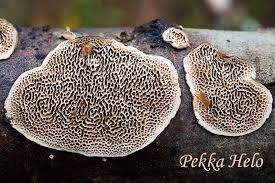 Attēlu rezultāti vaicājumam “Datronia mollis”