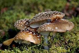 Attēlu rezultāti vaicājumam “Amanita regalis”