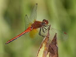 Attēlu rezultāti vaicājumam “Sympetrum flaveolum”