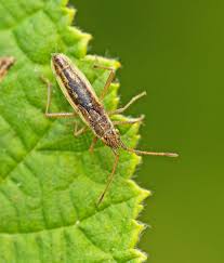 Attēlu rezultāti vaicājumam “Myrmus miriformis”