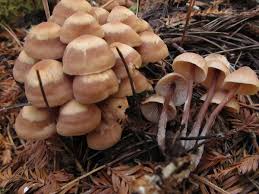 Attēlu rezultāti vaicājumam “Collybia acervata”