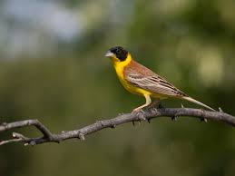 Image result for Emberiza melanocephala