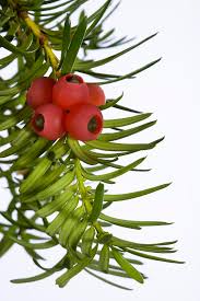 Attēlu rezultāti vaicājumam “Taxus baccata fruit”