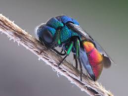 Attēlu rezultāti vaicājumam “Chrysididae”