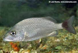 Image result for Haemulon carbonarium